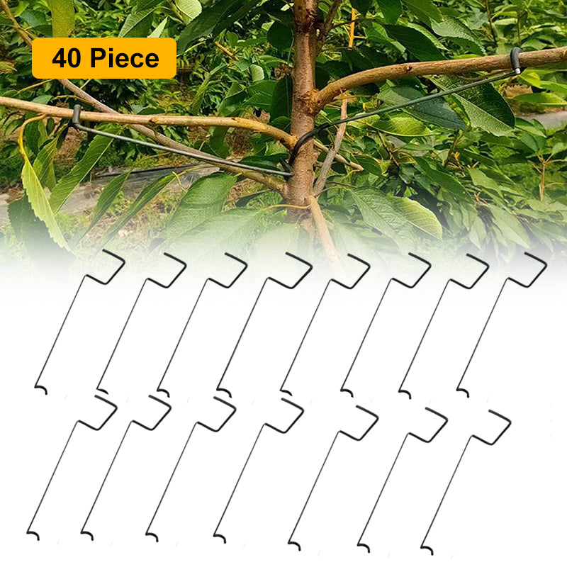 🍎Fruit Tree Branch Spreader(40pcs)