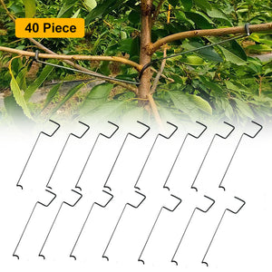 🍎Fruit Tree Branch Spreader(40pcs)