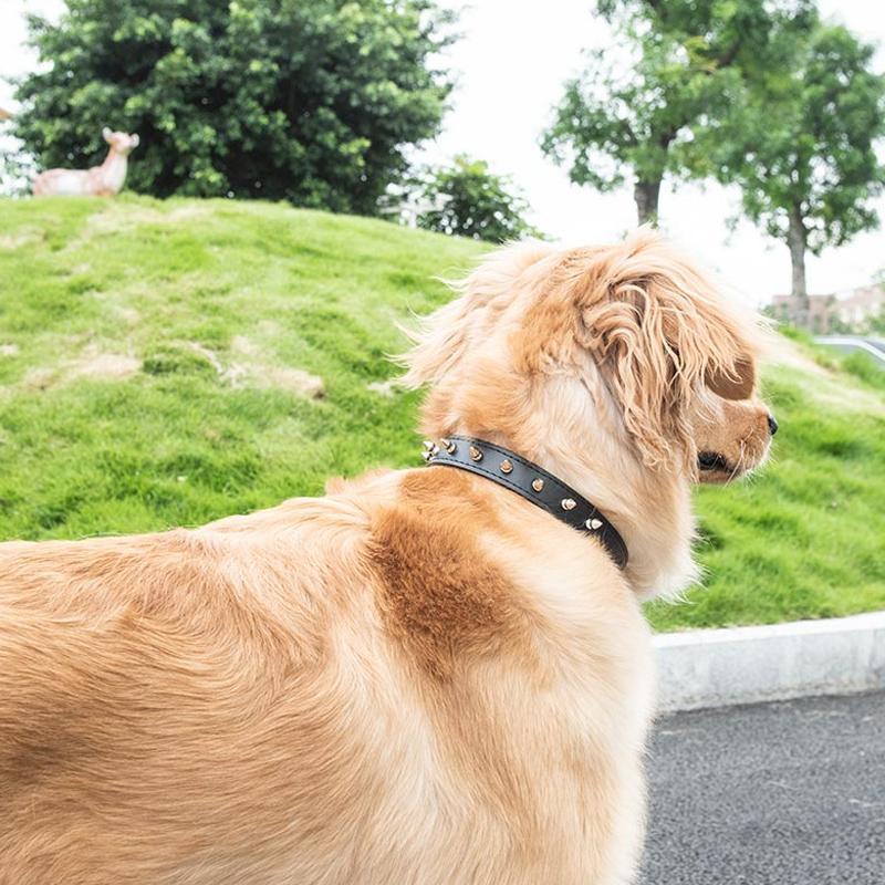 Bite-Proof Pet Collar